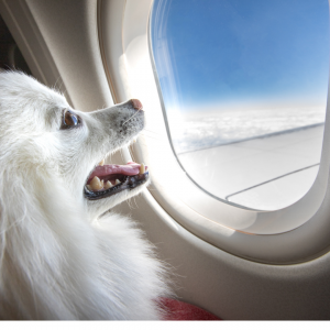 dog looking out of plane window